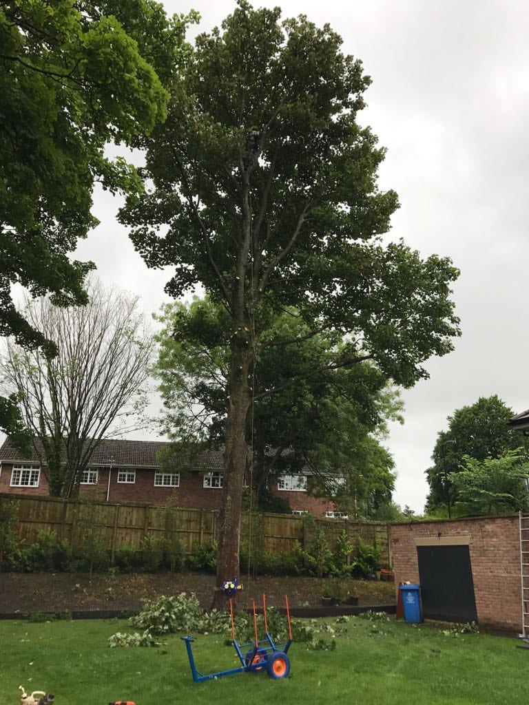 Tree removal in Levenshulme Didsbury Manchester