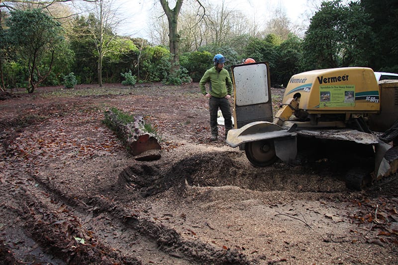 Tree stump removal specialists Holmes Chapel Knutsford Cheshire