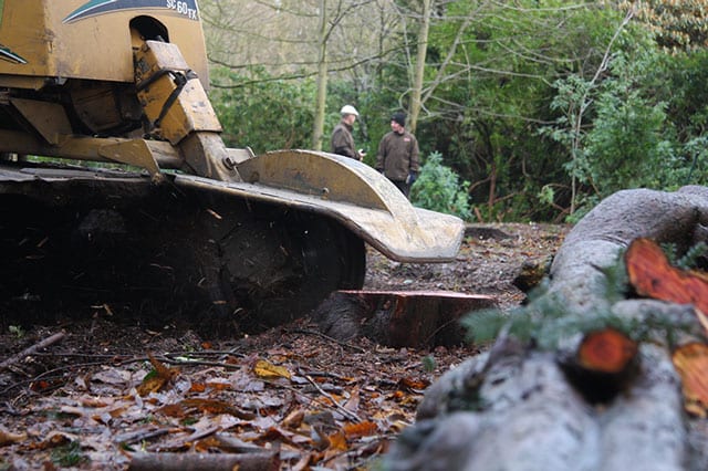 +stumps +tree +removal Gatley Cheadle Stockport Cheshire