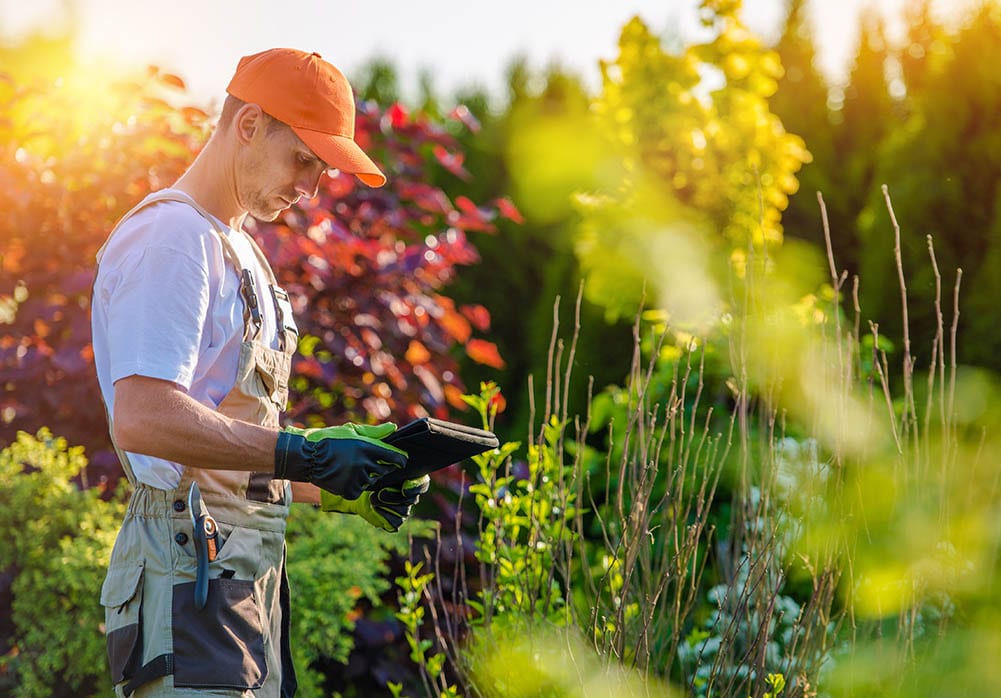 Tree surgeon working for Landscape Gardeners