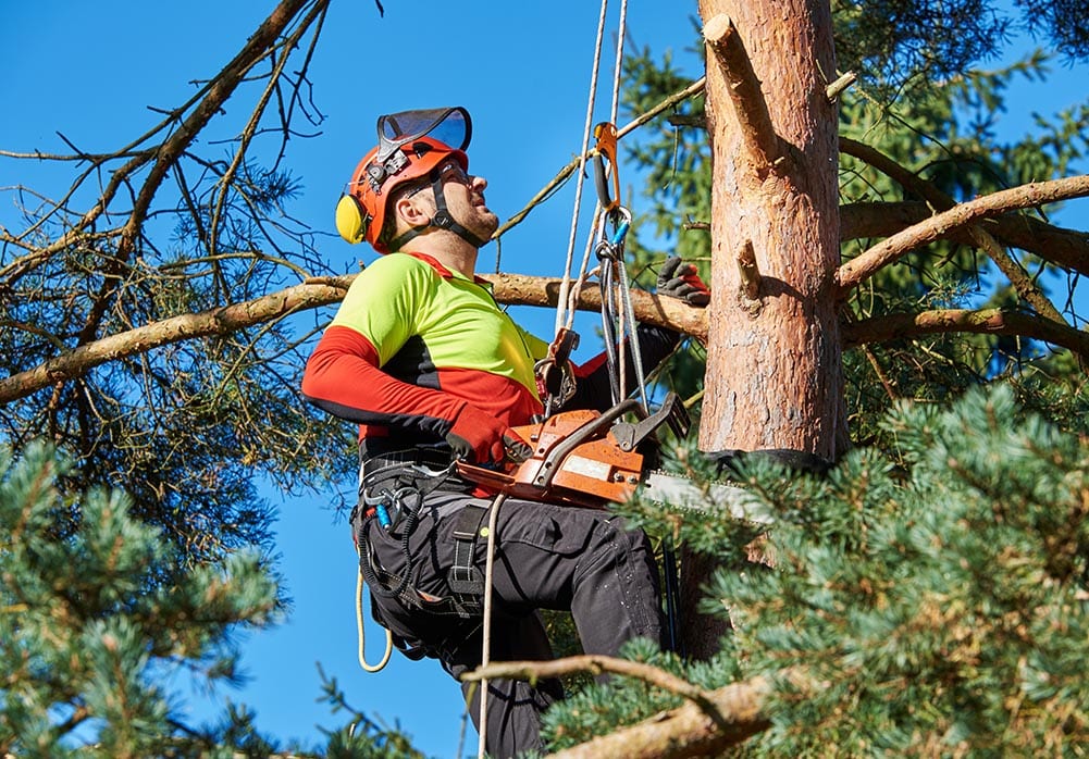 Tree Surgeon Knutsford, Mobberley, Ashley Cheshire