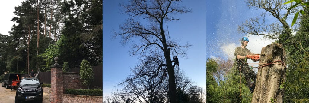 Tree surgeon Bowdon Hale Cheshire